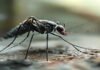 As mosquito ranges expand, better monitoring is key to preventing disease As mosquito ranges expand, better monitoring is key to preventing disease