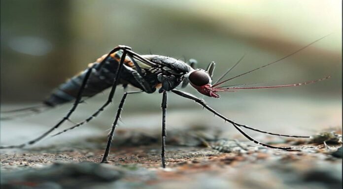As mosquito ranges expand, better monitoring is key to preventing disease As mosquito ranges expand, better monitoring is key to preventing disease