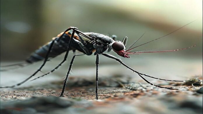 As mosquito ranges expand, better monitoring is key to preventing disease