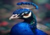 Peacock is finally profitable, thanks to the World Cup and Love Island Peacock is finally profitable, thanks to the World Cup and Love Island