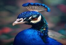 Peacock is finally profitable, thanks to the World Cup and Love Island Peacock is finally profitable, thanks to the World Cup and Love Island