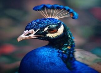 Peacock is finally profitable, thanks to the World Cup and Love Island Peacock is finally profitable, thanks to the World Cup and Love Island