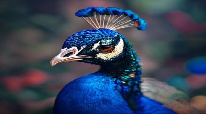 Peacock is finally profitable, thanks to the World Cup and Love Island Peacock is finally profitable, thanks to the World Cup and Love Island
