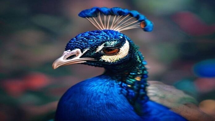 Peacock is finally profitable, thanks to the World Cup and Love Island