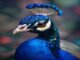 Peacock is finally profitable, thanks to the World Cup and Love Island Peacock is finally profitable, thanks to the World Cup and Love Island