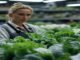 Taylor Farms pulls iceberg lettuce from the US market after cyclosporiasis outbreak Taylor Farms pulls iceberg lettuce from the US market after cyclosporiasis outbreak