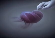 Cloning could be used to save species—or make human “organ sacks” Cloning could be used to save species—or make human “organ sacks”