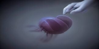 Cloning could be used to save species—or make human “organ sacks” Cloning could be used to save species—or make human “organ sacks”