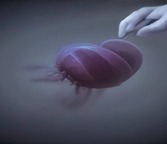 Cloning could be used to save species—or make human “organ sacks” Cloning could be used to save species—or make human “organ sacks”