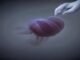 Cloning could be used to save species—or make human “organ sacks” Cloning could be used to save species—or make human “organ sacks”