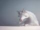 How AI accounting startup Rillet raised $100M and became a unicorn in 48-hours How AI accounting startup Rillet raised $100M and became a unicorn in 48-hours