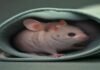 Putting mice into hibernation causes a major loss of synapses Putting mice into hibernation causes a major loss of synapses