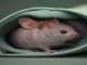 Putting mice into hibernation causes a major loss of synapses Putting mice into hibernation causes a major loss of synapses