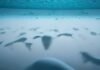 The Download: Flock’s new rules, cloning’s future, and children’s cells The Download: Flock’s new rules, cloning’s future, and children’s cells