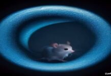 Meet a mouse whose brain cortex is made up of human cells Meet a mouse whose brain cortex is made up of human cells