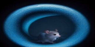 Meet a mouse whose brain cortex is made up of human cells Meet a mouse whose brain cortex is made up of human cells