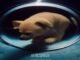 No Dogs in Space is back to feed your need for obsessive music history No Dogs in Space is back to feed your need for obsessive music history