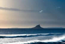 Seabirds racing home over the ocean can get jet-lagged Seabirds racing home over the ocean can get jet-lagged