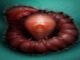 Worms mate in man's eyes, get plucked out right before larvae burst out Worms mate in man's eyes, get plucked out right before larvae burst out